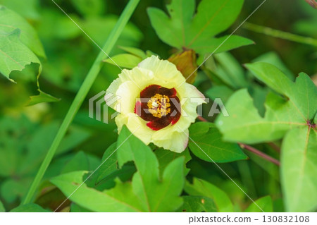 Quietly blooming cotton flowers 130832108
