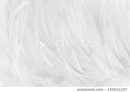 Beautiful white grey bird feathers pattern texture background. 130832297