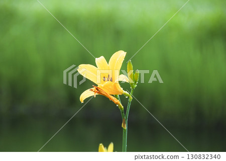 Day lilies blooming in Ozegahara, Katashina Village, Gunma Prefecture 130832340