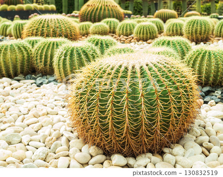 Barrel Cactus Plant Yellow Thorn Pattern on White Pebbles Background Cacti Succulent Park Decorative Nature Design, Dry Fresh Texture Garden Tropical Summer Asia, Environment Eco System Concept. Barrel Cactus Plant Yellow Thorn Pattern on White Pebbles Background Cacti Succulent Park Decorative Nature Design, Dry Fresh Texture Garden Tropical Summer Asia, Environment Eco System Concept. 130832519