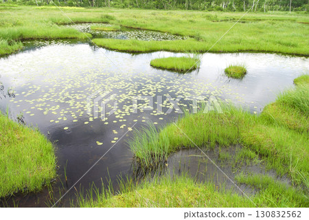 Ponds of Ozegahara, Katashina Village, Gunma Prefecture 130832562