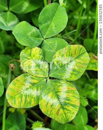 充滿活力的綠色幸運四葉草 - 大自然中閃亮的綠葉 130832585