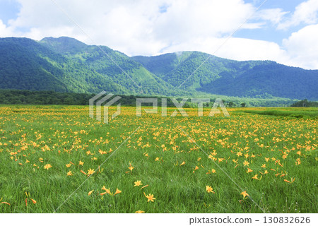 Day lilies blooming in Ozegahara, Katashina Village, Gunma Prefecture Day lilies blooming in Ozegahara, Katashina Village, Gunma Prefecture 130832626