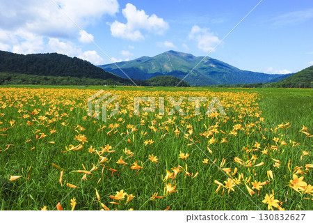 A large colony of Hemerocallis nipponicus blooming in Ozegahara and Mount Shibutsu in Katashina Village, Gunma Prefecture A large colony of Hemerocallis nipponicus blooming in Ozegahara and Mount Shibutsu in Katashina Village, Gunma Prefecture 130832627