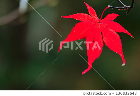 A landscape with bright red autumn leaves in late autumn 130832648