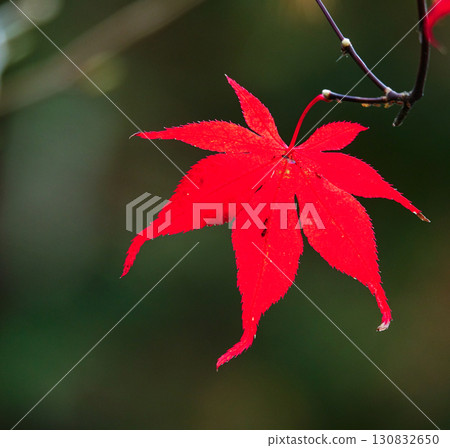 深秋時節,紅葉絢爛的風景 深秋時節,紅葉絢爛的風景 130832650