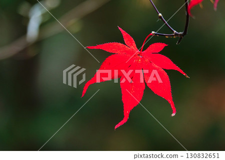 深秋時節,紅葉絢爛的風景 深秋時節,紅葉絢爛的風景 130832651