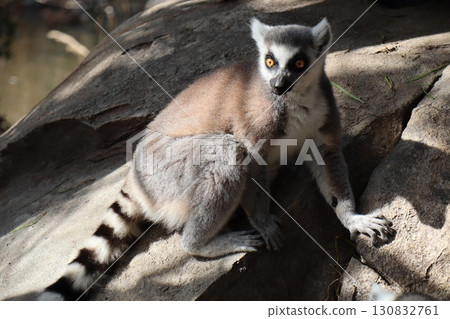 Lemur in the Sun: Madagascar's Emissary Standing on a Rock 130832761