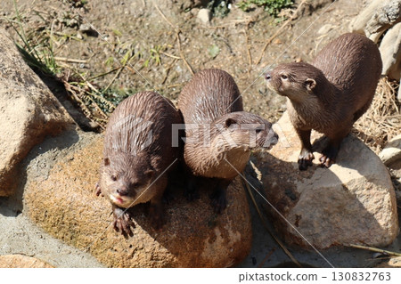 Curious Otters: A Sunny Afternoon on the Rocks 130832763