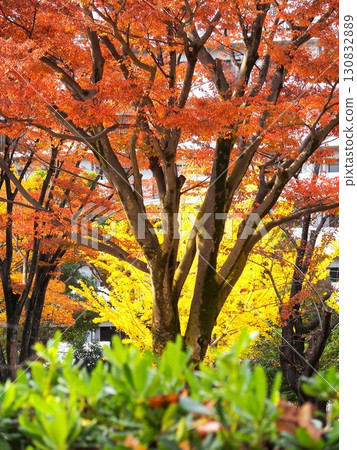 深秋時節櫸樹紅葉、銀杏黃葉交相輝映的住宅公園景觀 深秋時節櫸樹紅葉、銀杏黃葉交相輝映的住宅公園景觀 130832889