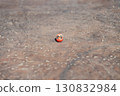 Antique small Daruma doll horizontal composition 1 Antique small Daruma doll horizontal composition 1 130832984