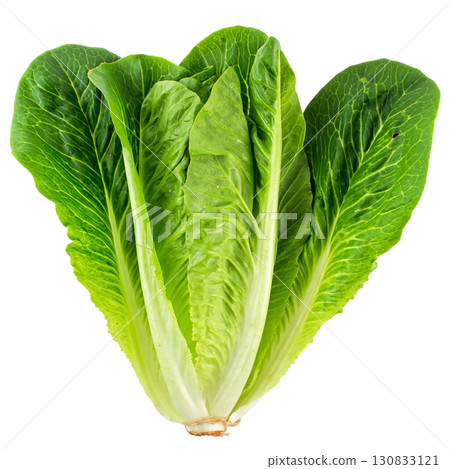 Fresh Green Romaine Lettuce Leaves Isolated on White Background 130833121