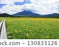 A large colony of Daylilies blooming in Ozegahara, Katashina Village, Gunma Prefecture, and Mt. Hiuchigatake 130833126