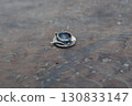 Miniature teacup horizontal composition 2 Miniature teacup horizontal composition 2 130833147