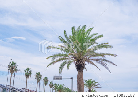 夏季棕櫚樹圖像(庫存照片) 夏季棕櫚樹圖像(庫存照片) 130833198