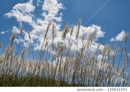 晴天，初秋的芒草 6 130833503