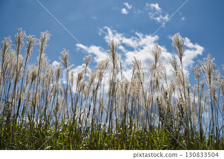 晴天，初秋的芒草 6 130833504