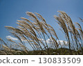 Sunny day, early autumn Japanese pampas grass 2 130833509
