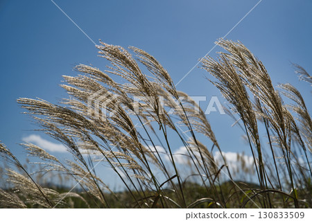 Sunny day, early autumn Japanese pampas grass 2 Sunny day, early autumn Japanese pampas grass 2 130833509