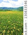 A large colony of Hemerocallis nipponicus blooming in Ozegahara, Katashina Village, Gunma Prefecture 130833546