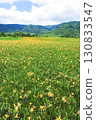 A large colony of Hemerocallis nipponicus blooming in Ozegahara, Katashina Village, Gunma Prefecture 130833547