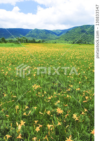 A large colony of Hemerocallis nipponicus blooming in Ozegahara, Katashina Village, Gunma Prefecture 130833547