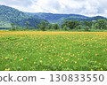 A large colony of Hemerocallis nipponicus blooming in Ozegahara, Katashina Village, Gunma Prefecture 130833550