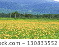 A large colony of Hemerocallis nipponicus blooming in Ozegahara, Katashina Village, Gunma Prefecture 130833552
