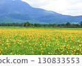 A large colony of Hemerocallis nipponicus blooming in Ozegahara, Katashina Village, Gunma Prefecture 130833553
