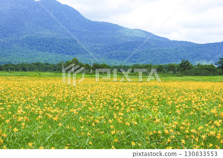 A large colony of Hemerocallis nipponicus blooming in Ozegahara, Katashina Village, Gunma Prefecture 130833553
