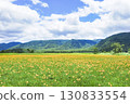 A large colony of Hemerocallis nipponicus blooming in Ozegahara, Katashina Village, Gunma Prefecture 130833554