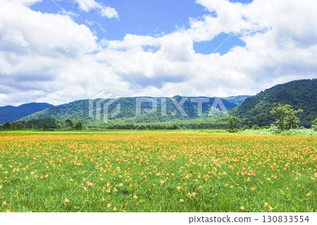A large colony of Hemerocallis nipponicus blooming in Ozegahara, Katashina Village, Gunma Prefecture 130833554