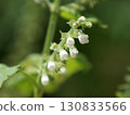 White and pretty shiso flowers 130833566