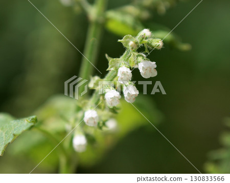 White and pretty shiso flowers 130833566