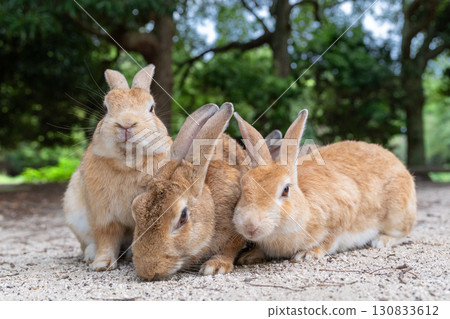 Commemorative photo of the friendly rabbit trio 130833612