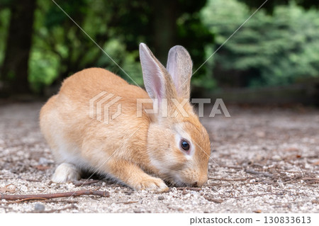 大久野島上尋找食物的兔子 130833613