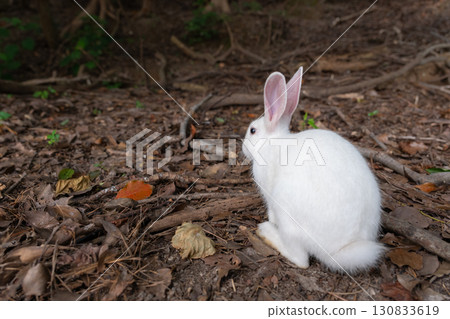 Back view of a white baby rabbit Back view of a white baby rabbit 130833619
