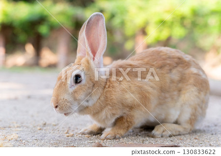 Big-eyed rabbits on Okunoshima 130833622