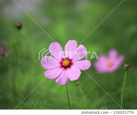 美麗的粉紅色波斯菊盛開 130833776