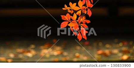 Atmospheric autumn leaves in Kakunodate, Akita Prefecture 130833900