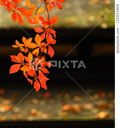 秋田縣角館市充滿情調的紅葉 130833904