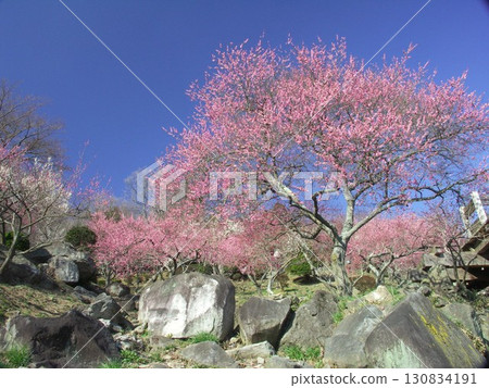 Scenery of Tsukuba Plum Grove with red plum blossoms in early spring Scenery of Tsukuba Plum Grove with red plum blossoms in early spring 130834191