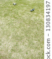 Two pigeons relaxing on the grass Two pigeons relaxing on the grass 130834197