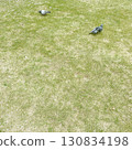 Two pigeons relaxing on the grass [square] 130834198