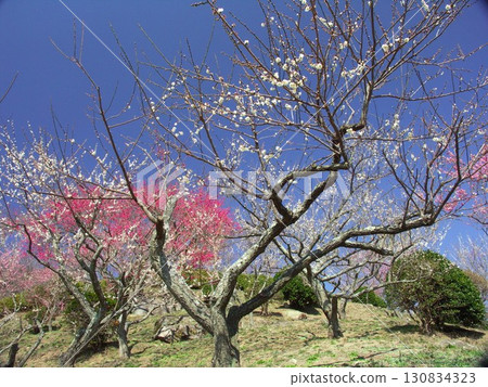 早春的筑波梅林，梅花盛開 130834323