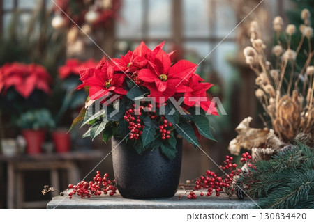 Poinsettia plant in a pot. Christmas Star flower. Festive red and golden holiday background with decorations and presents. The background is blurred. Traditional Xmas winter festive red flowers. 130834420