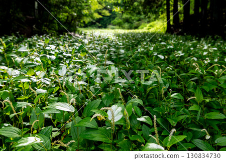 靜岡縣週知郡森町梶島：山村風景 130834730