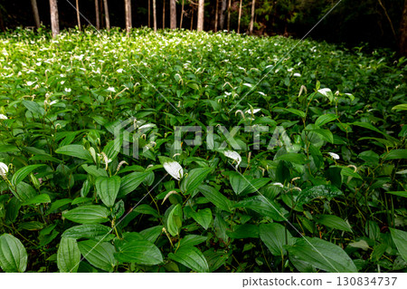 靜岡縣週知郡森町梶島：山村風景 130834737