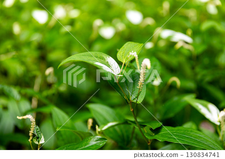 靜岡縣週知郡森町梶島:山村風景 靜岡縣週知郡森町梶島:山村風景 130834741