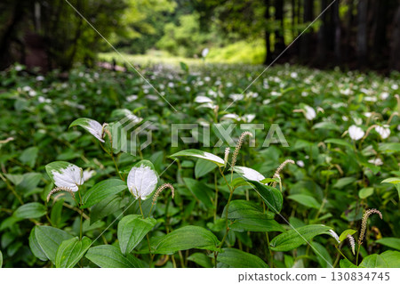 靜岡縣週知郡森町梶島:山村風景 靜岡縣週知郡森町梶島:山村風景 130834745